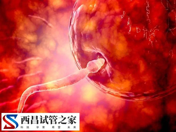 鲜胚和囊胚哪个男孩几率大
