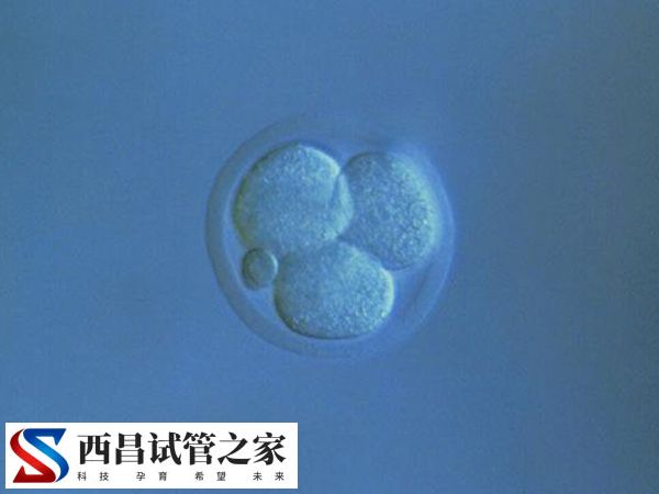 移植囊胚怀男孩和女孩概率相同
